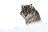 Wolf (Canis lupus)