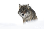 Wolf (Canis lupus)