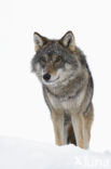 Wolf (Canis lupus)