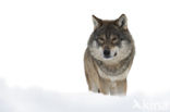 Wolf (Canis lupus)