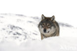 Wolf (Canis lupus)