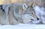 Wolf (Canis lupus)