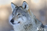 Wolf (Canis lupus)