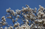 Amerikaans krentenboompje (Amelanchier lamarckii)