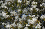 Amerikaans krentenboompje (Amelanchier lamarckii)