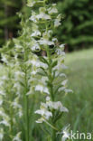 Bergnachtorchis (Platanthera chlorantha) 