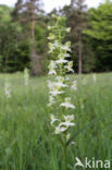 Bergnachtorchis (Platanthera chlorantha) 