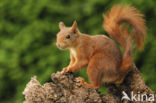 Eekhoorn (Sciurus vulgaris)