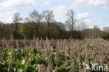 Groot hoefblad (Petasites hybridus)