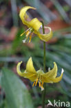 Hondstand (Erythronium americanum)