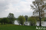 IJssel