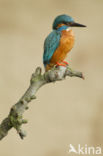 IJsvogel (Alcedo atthis)