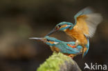 IJsvogel (Alcedo atthis)