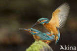 IJsvogel (Alcedo atthis)