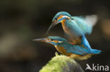 IJsvogel (Alcedo atthis)