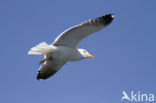 Kleine Mantelmeeuw (Larus fuscus)