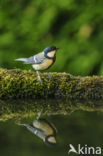 Koolmees (Parus major)