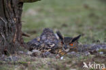 Oehoe (Bubo bubo)