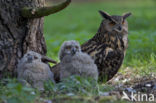 Oehoe (Bubo bubo)