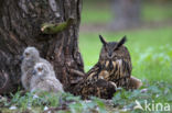 Oehoe (Bubo bubo)