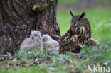 Oehoe (Bubo bubo)