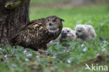 Oehoe (Bubo bubo)