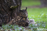 Oehoe (Bubo bubo)