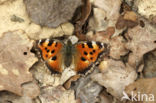 Oostelijke vos (Nymphalis xanthomelas)