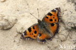 Oostelijke vos (Nymphalis xanthomelas)