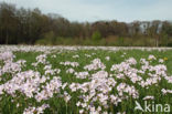 Pinksterbloem (Cardamine pratensis)