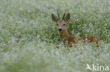 Ree (Capreolus capreolus)