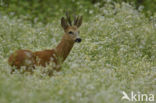 Ree (Capreolus capreolus)