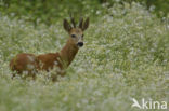 Ree (Capreolus capreolus)