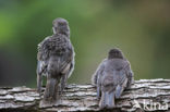 Spreeuw (Sturnus vulgaris)