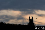 Vliegend hert (Lucanus cervus)