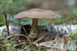 Voorjaarshoutzwam (Polyporus ciliatus)