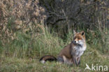 Vos (Vulpes vulpes)