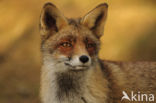 Vos (Vulpes vulpes)