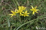 Weidegeelster (Gagea pratensis)