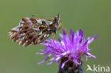 Akkerparelmoervlinder (Boloria dia)