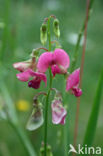 Boslathyrus (Lathyrus sylvestris)