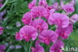 Brede lathyrus (Lathyrus latifolius)