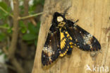 Doodshoofdvlinder (Acherontia atropos)