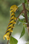 Doodshoofdvlinder (Acherontia atropos)