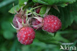 Framboos (Rubus idaeus)