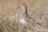 Gestreepte Strandloper (Calidris melanotos)