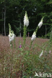 Gewoon vingerhoedskruid (Digitalis purpurea)