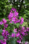 Judaspenning (Lunaria annua)