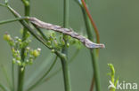 Lieveling (Timandra comae)