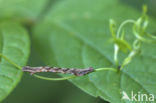 Lieveling (Timandra comae)